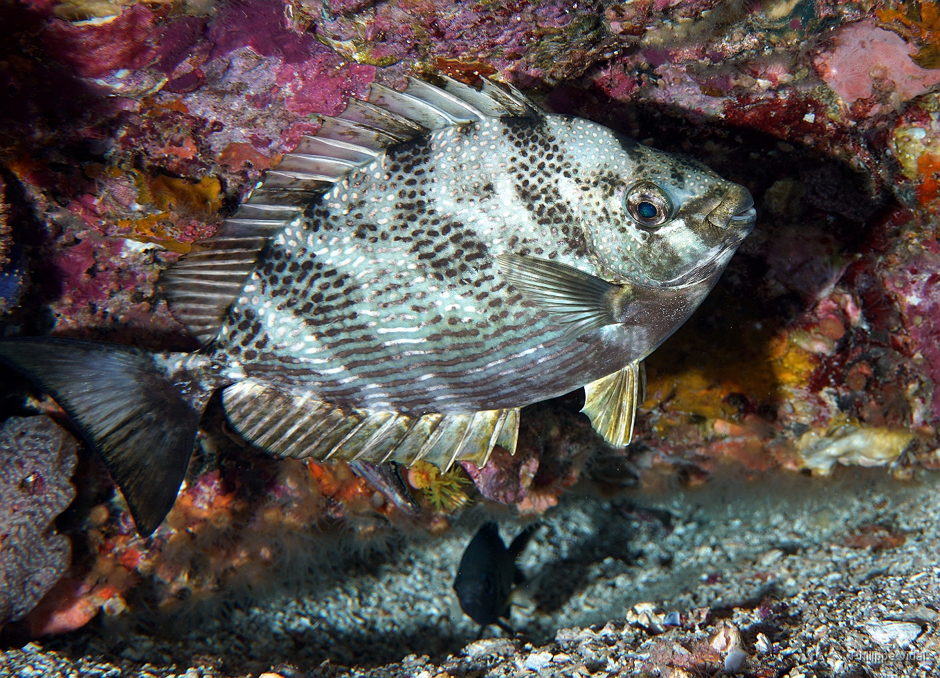 Birmanie - Mergui - 2018 - DSC02927 - African whitespotted rabbitfish - Poisson lapin marbre - Siganus sutor.jpg